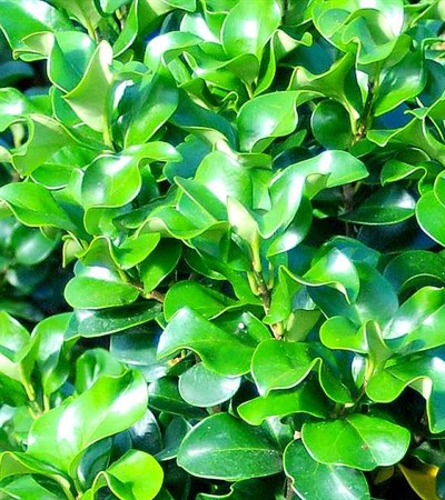 Japanese Privet Curly Leaf